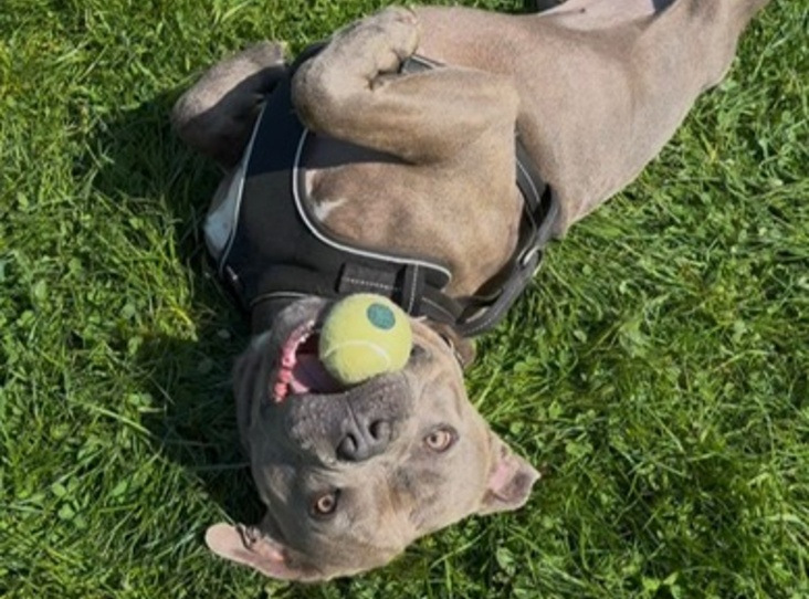 Caesar — Mastiff