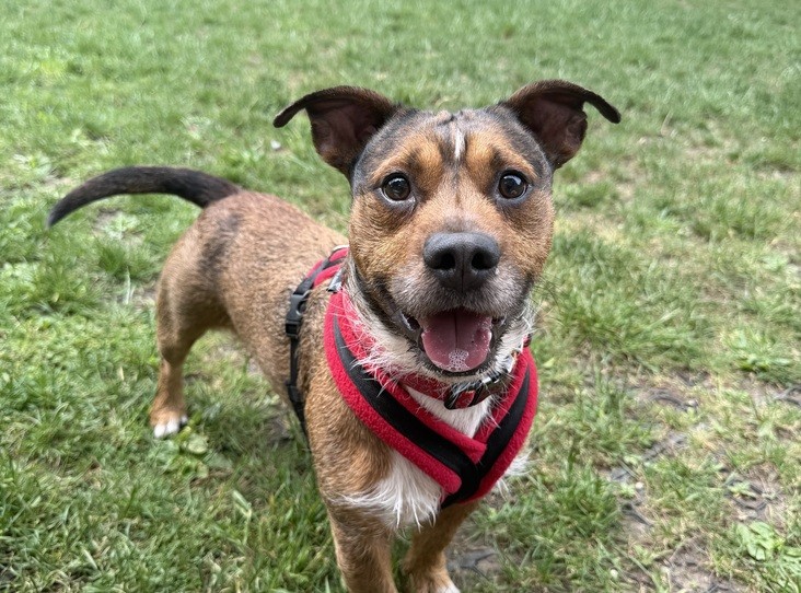 Ronnie — Jack Russell Terrier