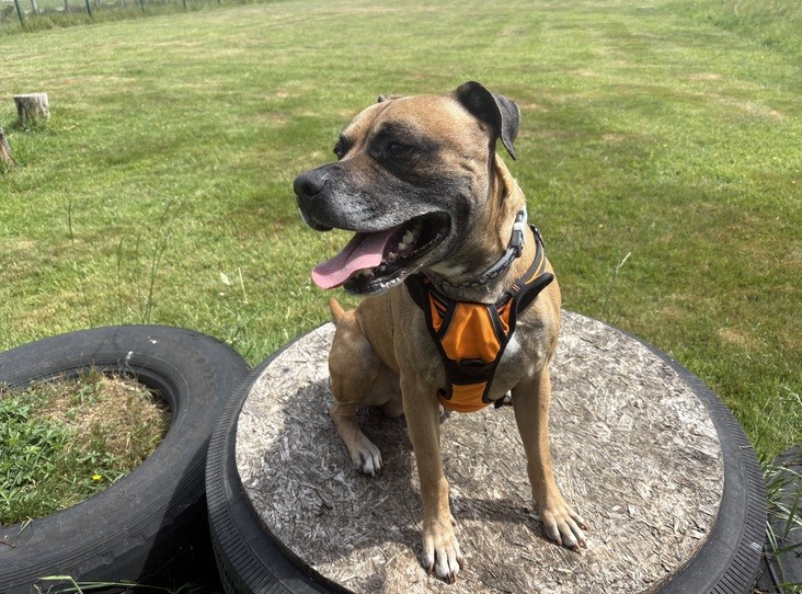 Kobi — Staffordshire Bull Terrier