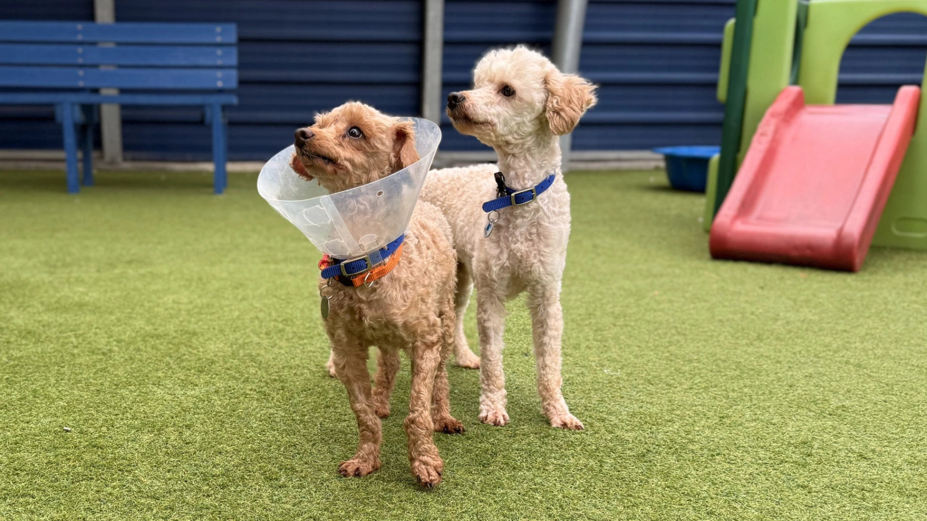 Jake — Poodle (Toy)