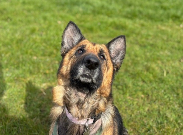 Nova — German Shepherd Dog