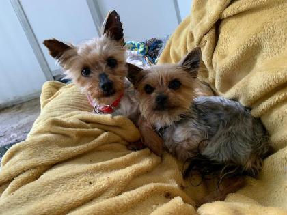 Tiny and Honey — Yorkshire Terrier