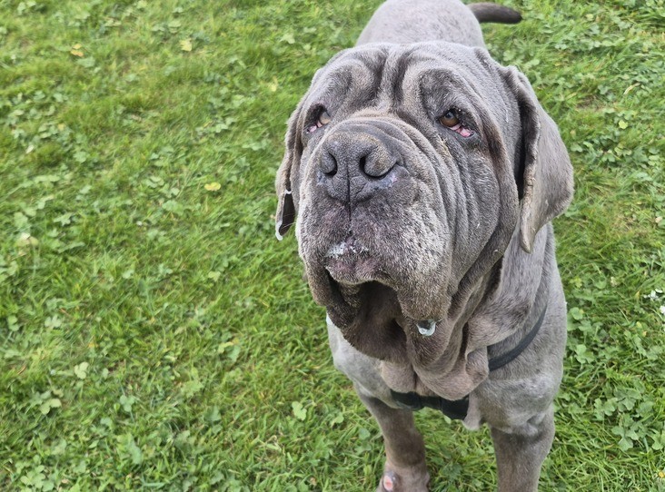 Karabaş — Neapolitan Mastiff